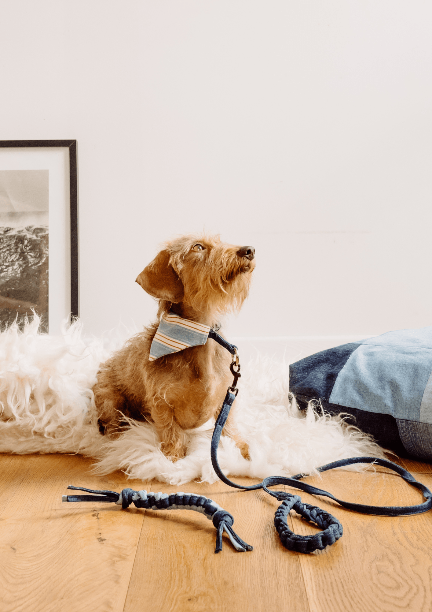 Pet sa mère, notre collection au poil pour les animaux ! - Debongout