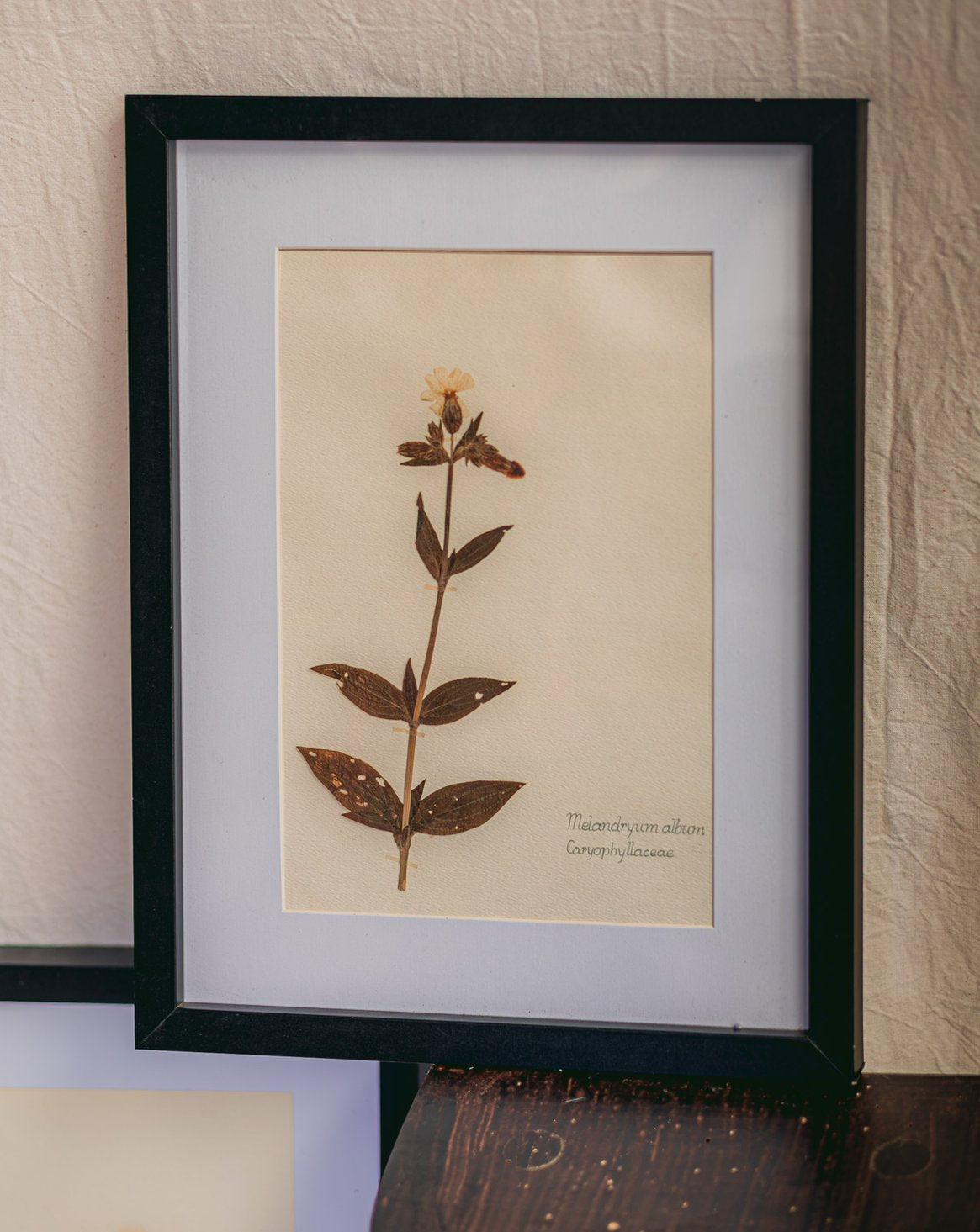 nina-herbier-423-1