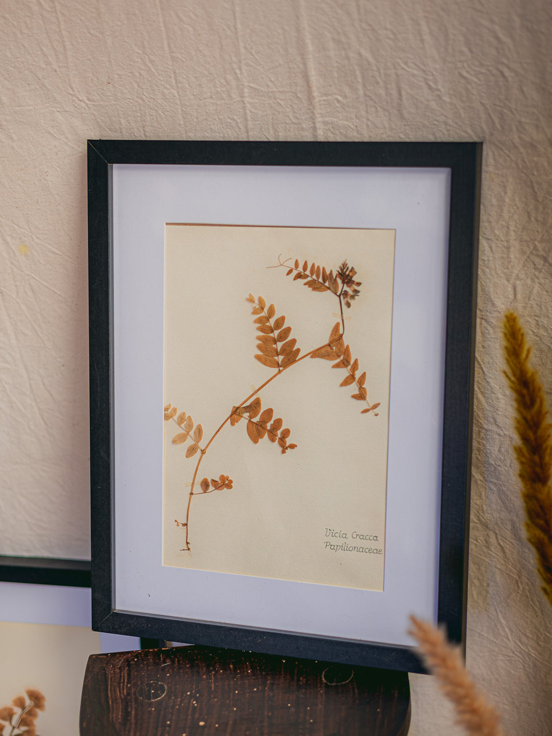 nina-herbier-427-2