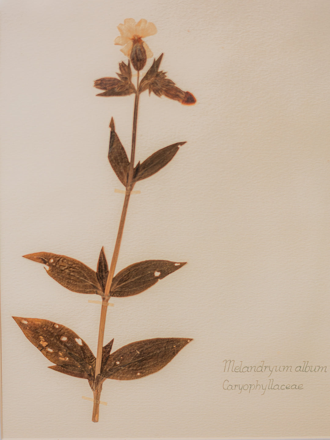nina-herbier-423-2