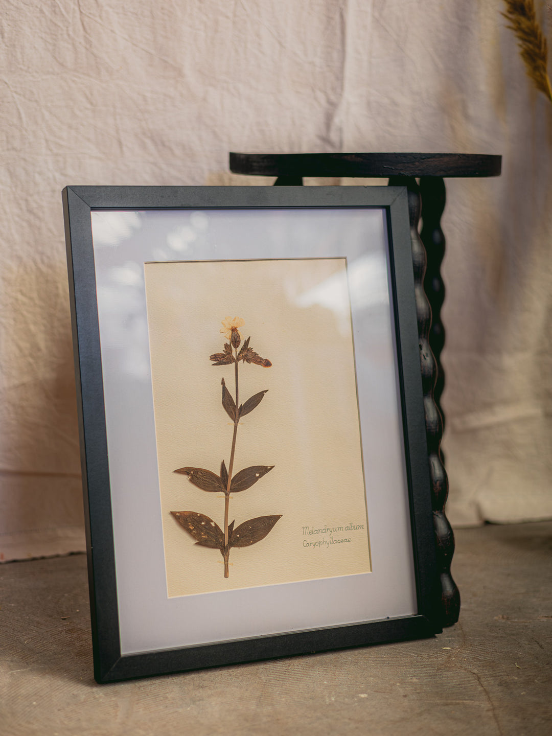nina-herbier-423-5