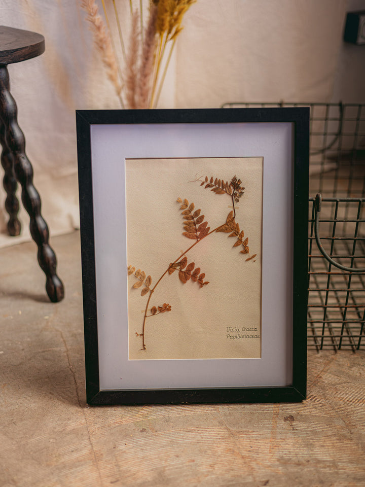 nina-herbier-427-3
