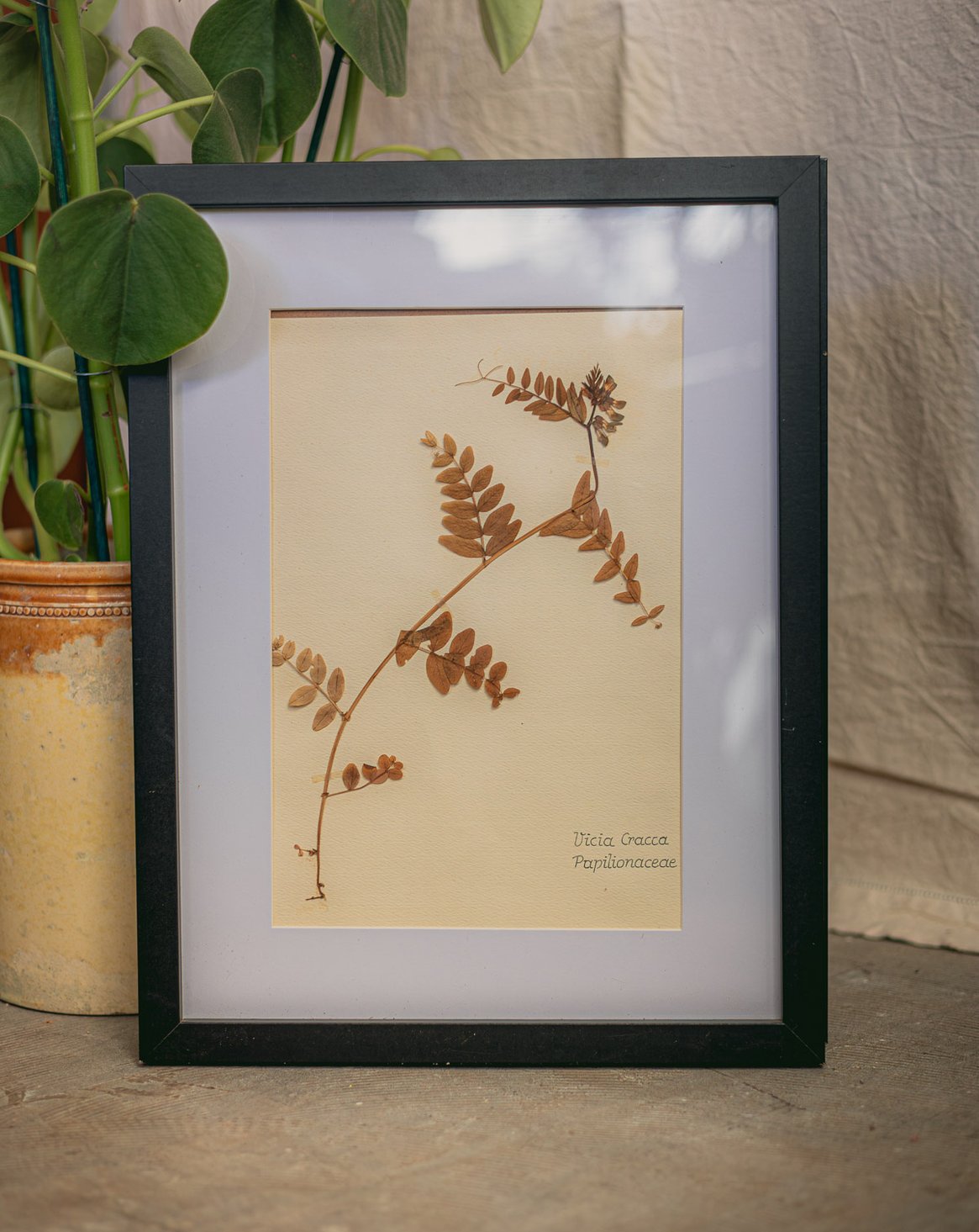 nina-herbier-427-1