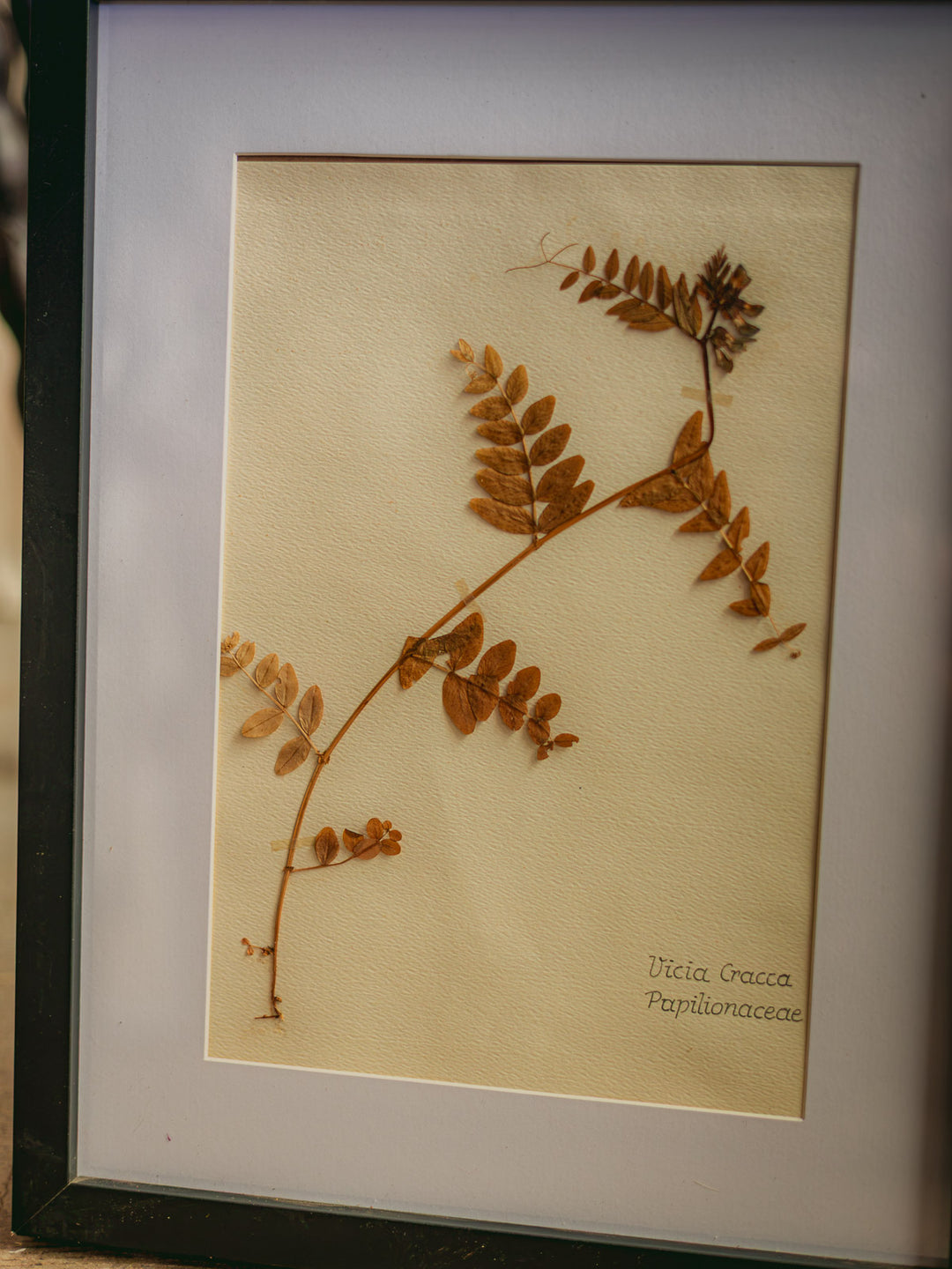 nina-herbier-427-6