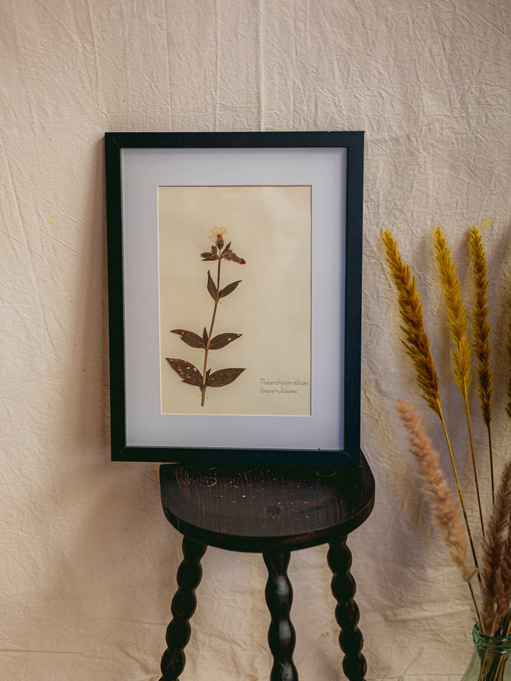 nina-herbier-423-3